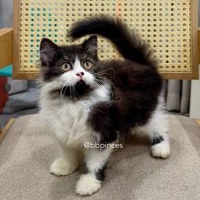 Persian