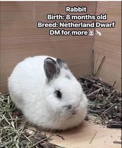 Rabbit Netherland Dwarf for Sale