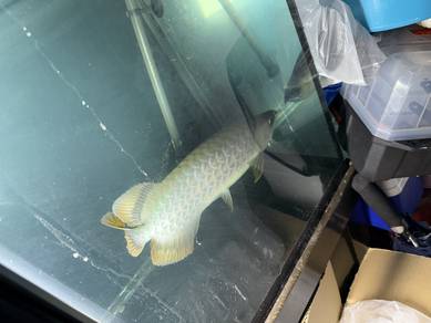 arowana