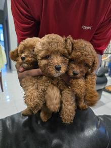 Poodle