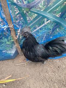 ayam cemani,selasih.ayam hitam