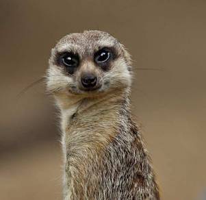 Meerkat