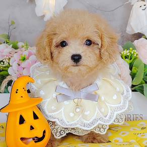 Poodle