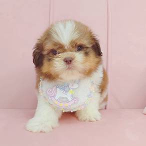 Shih Tzu