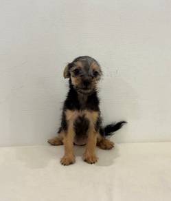 J0014 Silkese Long Hair Puppy With Teddy Bear Look