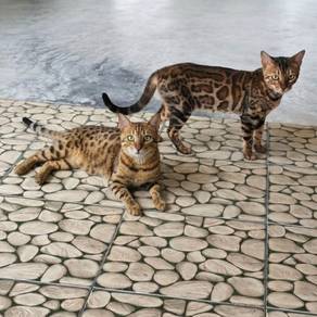 Sepasang Kucing Bengal untuk Rehome