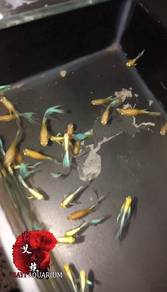 albino sky blue ribbon guppy