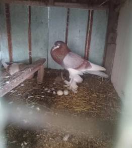 burung merpati pomer 