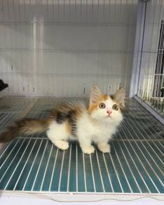 Minuet calico kitten
