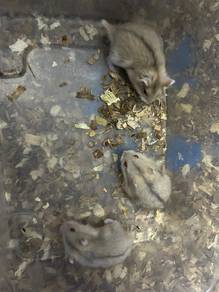 Hamster Campbell Golden