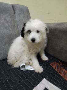 pomeranian mix shitzu black and white 