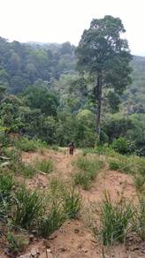 Agricultural Land in Kuala Pilah, NSN