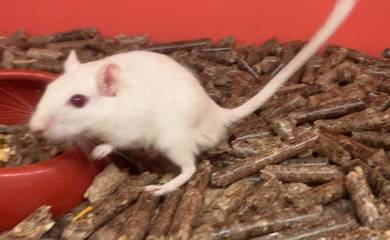 Mongolian Gerbil