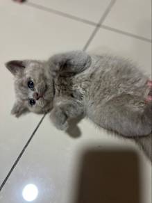 British short hair lilac kitten