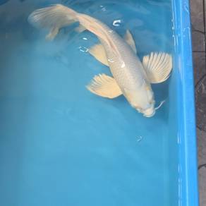 Beautiful butterfly white Koi 42cm