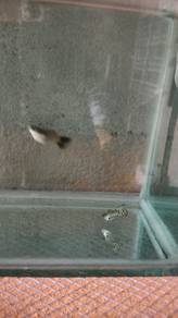 Guppy