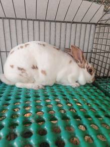 arnab minirex 