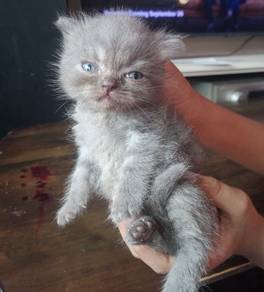 BSH mix (KITTEN)