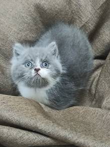 BSH Bi colour & Blue