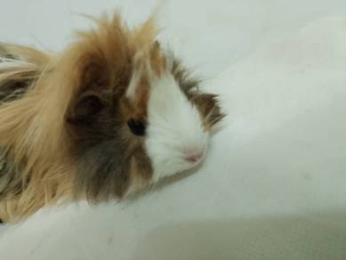 Guinea pig for sell