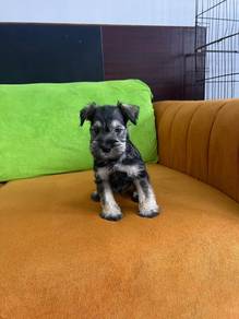 Miniature Schnauzer