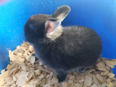 Netherlands dwarf rabbit 
