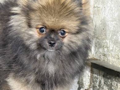 Pomeranian
