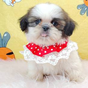 Shih Tzu