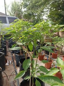 Pokok Cili Centil Subur 
