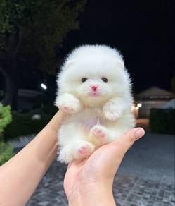 Pomeranian White Tiny Male Puppy PROMO