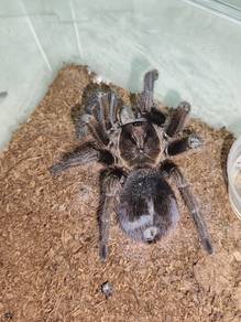 Phormictopus Atrichomatus ( Red Island Birdeater) 