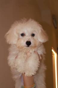 J0862 Bichon Adorable Round Face Soft Coat Puppy