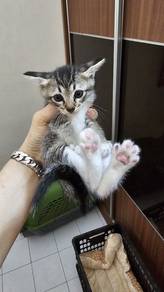 Cats for Adoption