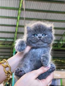 Blue Persian-