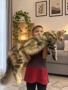 mix mainecoon female