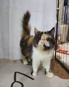 proven persian female cat