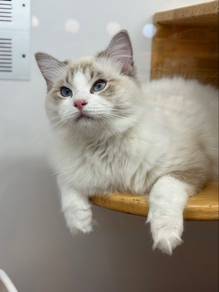 Ragdoll