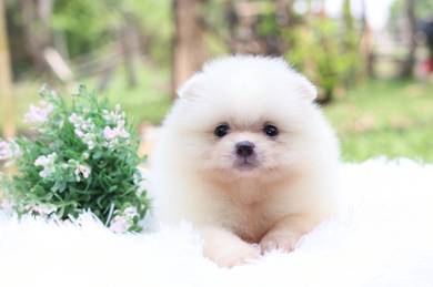 Pomeranian