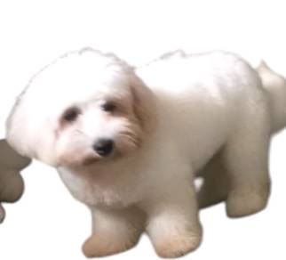 Shihpoo