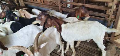 Kambing Jantan Boer