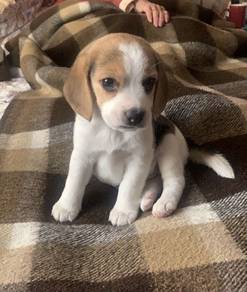 B9584 Soft-pawed Beagle cute playful and friendly