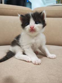 Persian mix Ragdoll