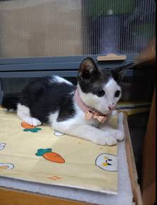Sesamee Kitty Adoption Ipoh