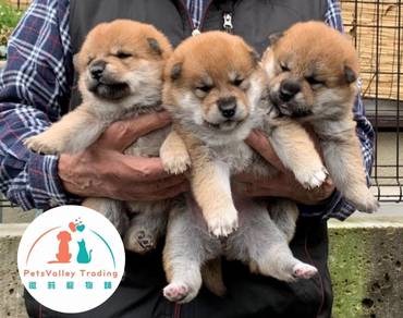 Shiba Inu