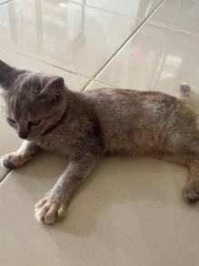 kucing untuk dilepaskan