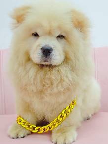Chow Chow