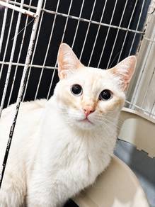 Free Siamese Cat