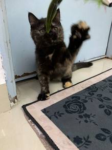 Non standard munchkin