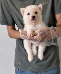 Pure White Shiba