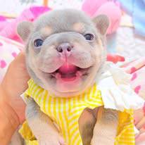 French bulldog
